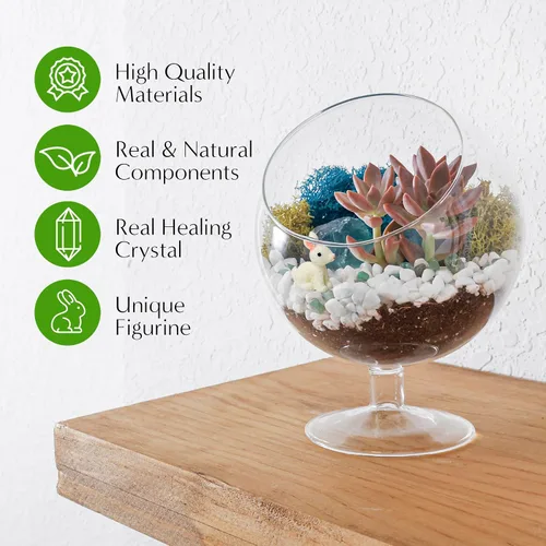 Vista 3 de Creations by Nathalie Kit de bricolaje de terrario cáliz de 6" con plantas vivas - Construye tu propio terrario de vidrio para adultos y niños