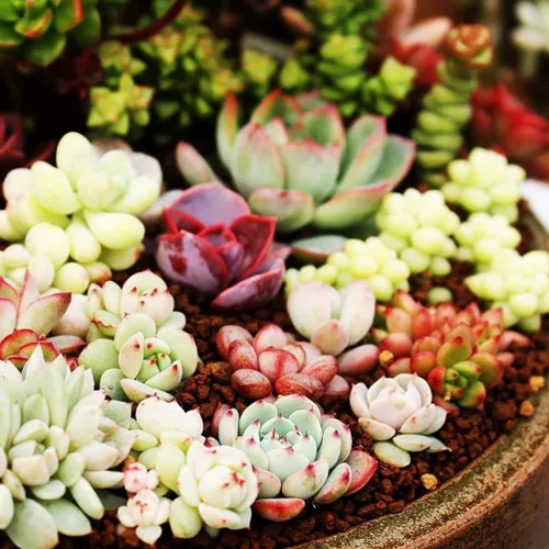 Vista 5 de Suculentas Mezcla De Planta Rara Exótica Cactus Flor Suculentas 200 Semillas
