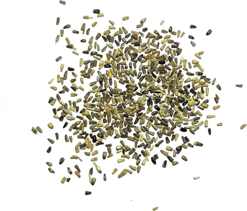 Vista 4 de Seed Needs - Semillas de achicoria para plantar flores azules de diente de león italiano, 1 paquete