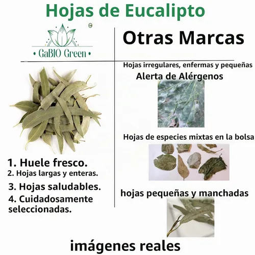 Vista 4 de Hojas enteras de eucalipto, calidad premium, hojas enteras de eucalipto (más de 500 hojas) 1 libra de té suelto de hierbas, té de eucalipto de hoja