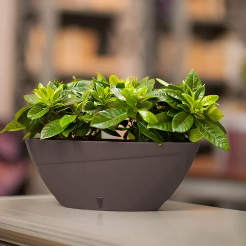 Vista 2 de DECOPOTS Maceta de forma ovalada para plantas, maceta de jade con riego automático, maceta de interior, macetas de plástico con drenaje para todas