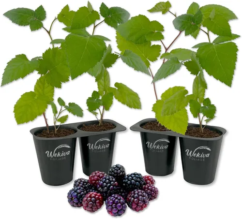 Vista 7 de Apache BlackBerry Plant – 4 plantas de arranque vivo – Rubus – Arbusto comestible de frutas para patio y jardín