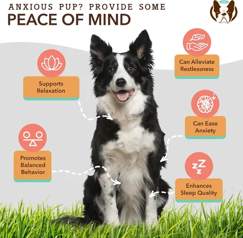 Vista 3 de Natural Dog Company Paquete de suplementos multivitamínicos y calmantes, nutrientes diarios y alivio de la ansiedad para perros, apoya la salud