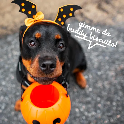 Vista 7 de Buddy Biscuits Golosinas crujientes para perros de Halloween sin trigo con calabaza, caja de 14 onzas