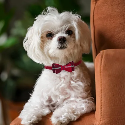 Vista 8 de PUPTECK Arnés de malla suave para perro con 2 collares – Chaleco acolchado cómodo para mascotas, arnés sin tirones, collar de perro pequeño a