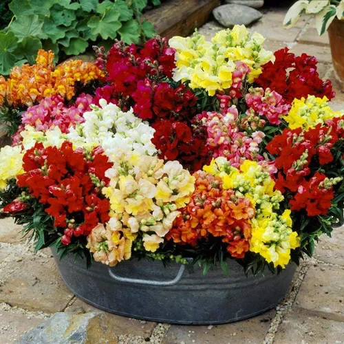Vista 2 de Semillas Snapdragon Mix Low Dwarf Annual Outdoor Garden Flower for Planting Heirloom Non GMO