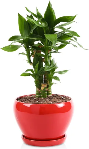 Vista 8 de vicrays Macetas de cerámica para plantas de interior - Maceta de 6.5 pulgadas con orificio de drenaje y platillo para suculentas, orquídeas, flores