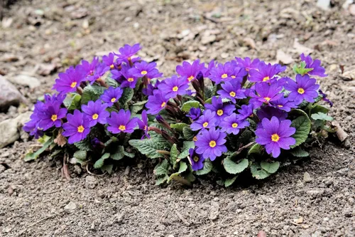 Vista 9 de 50 semillas mixtas de flores de planta de interior con sombra de prímula vulgaris