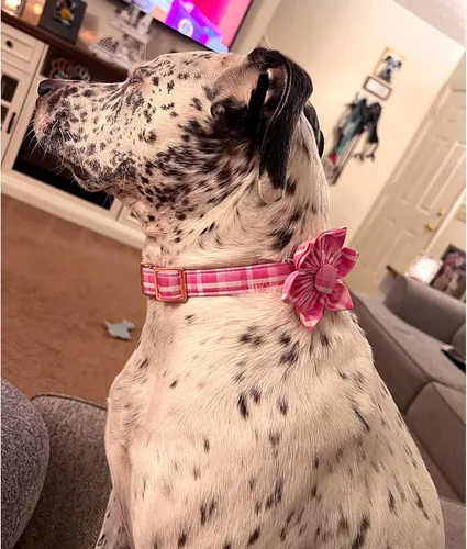 Vista 110 de Collar de perro Lionheart Glory, collar de perro rosa con flor, lindo collar para mascotas con patrón floral ajustable para perros pequeños Rosado