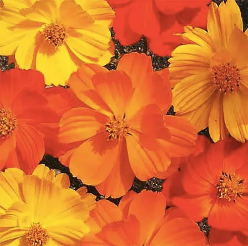 Vista 3 de 1000 Bright Lights Cosmos Seeds – Largo período de floración en todas las zonas – 3 pies – 5 pies y hasta 7 pies de alto – Larga temporada