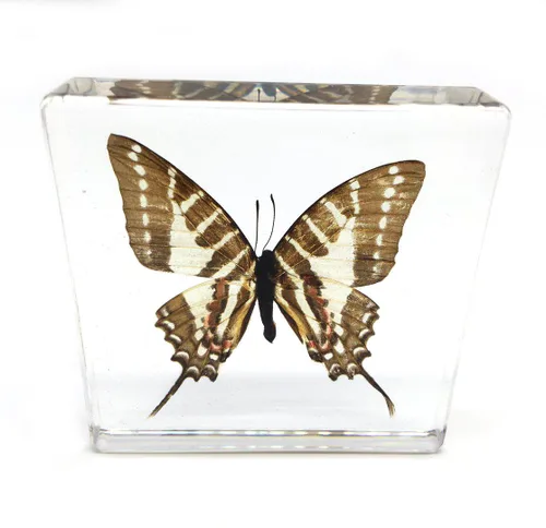 Vista 2 de Pisapapeles de exhibición con especímenes de mariposas reales, para coleccionar mariposa 5