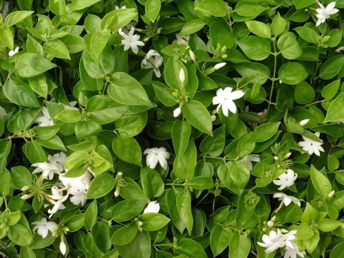 Vista 3 de Planta de jazmín Sambac 3 plantas vivas Jasminum Sambac Flores blancas fragantes Ideal para plantar en interiores y exteriores Adición
