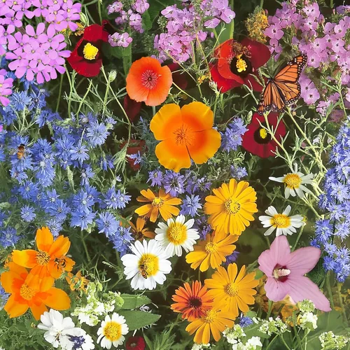 Vista 30 de Ferry Morse Mezcla para Todo Propósito Sol-Sombra a Granel Semillas de Flores Silvestres, 1 lb