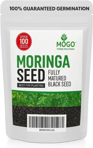 Vista 4 de 100 semillas de moringa aprox Semillas de Moringa para plantar Excelente germinación PKM1 de grado premium Semillas de Moringaa Seed