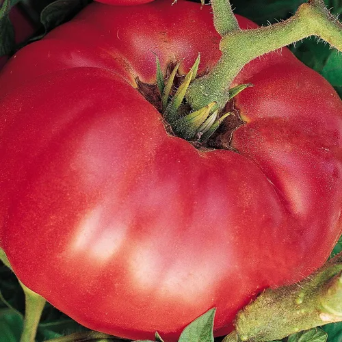 Vista 11 de Burpee 'Big Rainbow' Heirloom, Tomate Grande Beefsteak para Rebanar, 100 Semillas Sin OGM