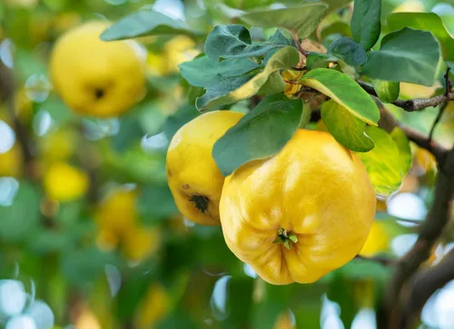 Vista 5 de 20 semillas de arbustos con flores de membrillo culinario común Cydonia Oblonga