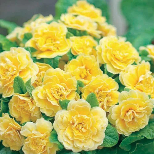 Vista 4 de 302 semillas de prímula perenne mixtas para plantar, semillas de auricula de doble prímula de fragancia, semillas de flor de primula malacoides