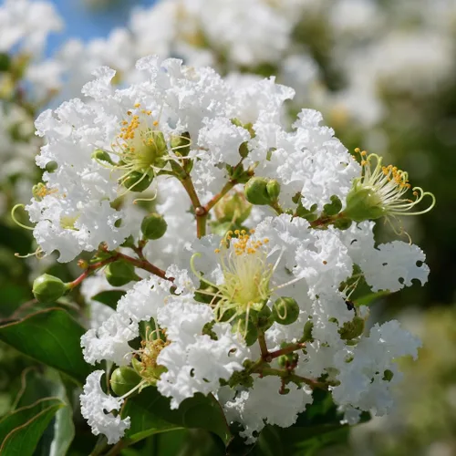 Vista 3 de Crape Myrtle Natchez 3 plantas vivas Lagerstroemia Indica Hermoso árbol floreciente blanco de bajo mantenimiento