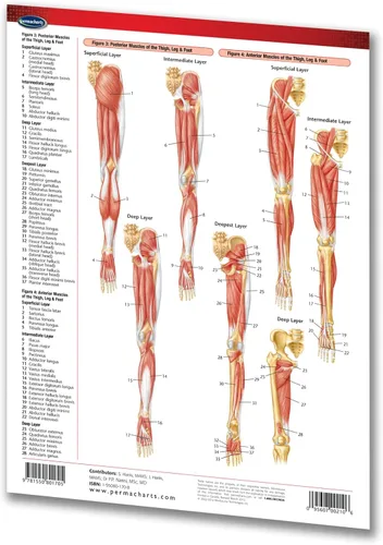 Vista 2 de Guía del sistema muscular: Extremidades - Tabla médica - Guía de referencia rápida laminada por Permacharts