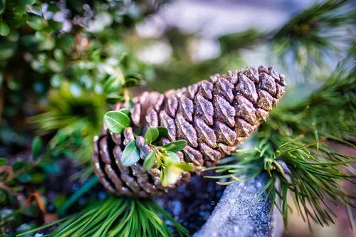 Vista 7 de Slash Pine Tree Semillas Premium Pinus elliottii Plants' (Semillas premium, 10)