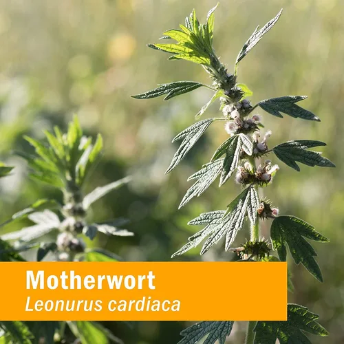 Vista 3 de Herb Pharm Gotas de extracto líquido de motherwort orgánico certificado para soporte del sistema endocrino, 1 onza