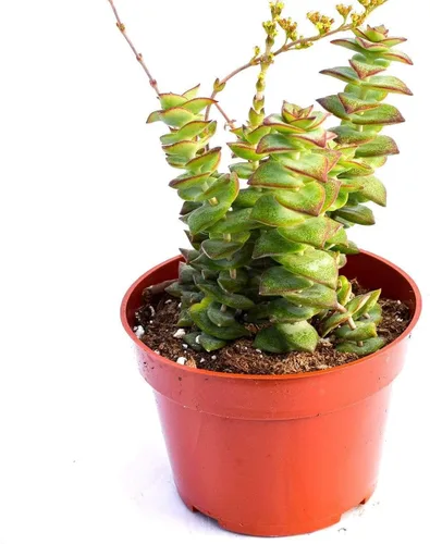 Vista 8 de Planta suculenta crassula viva - Suculenta crassula de 4 pulgadas totalmente arraigada (Crassula Gollum)