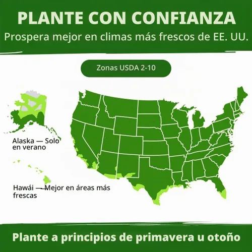 Vista 5 de HOME GROWN Islandia Poppy 3500 Semillas de flor Papaver nudicaule