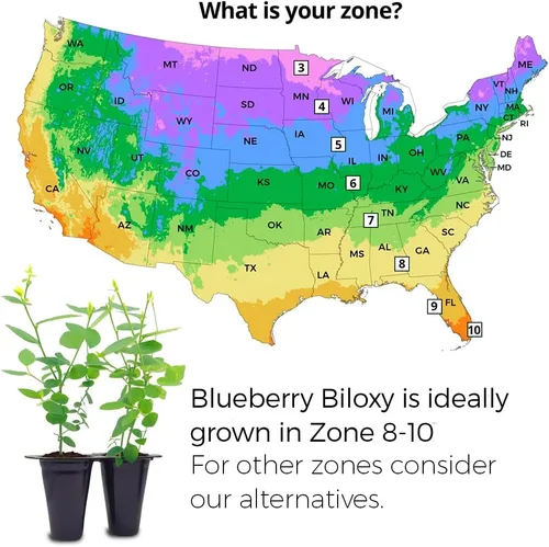 Vista 2 de Planta de Arándano Biloxi (Paquete de 4) Viva en venta Plantas fáciles de cultivar Planta de frutas comestibles para vida sostenible Cultiva