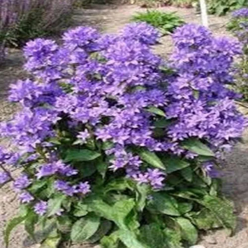 Vista 2 de KVITER 50 Bellflower Campanula Glomerata - Semillas de flores perennes moradas, reliquia y semillas de jardín Campanula Superba sin OMG