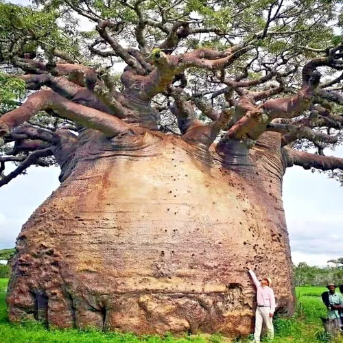 Vista 2 de 5 Semillas Baobab Seeds Adansonia digitata "Árbol de la Vida" Planta Bonsai de Pan de Mono Raro