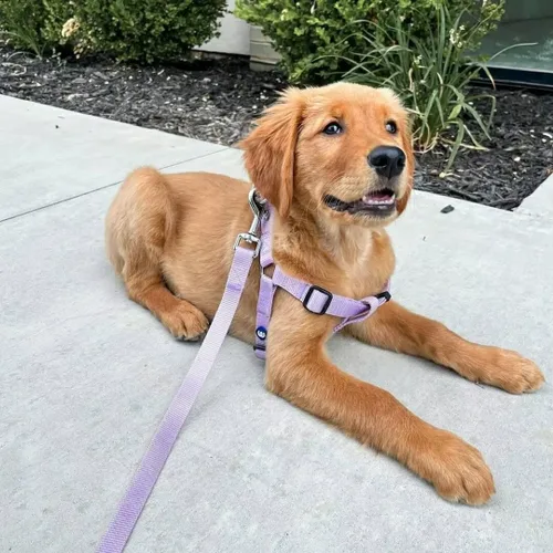 Vista 80 de Blueberry Pet - Correa Essentials clásica para perro con más de 20 colores, duradera, doble asa y de cuerda
