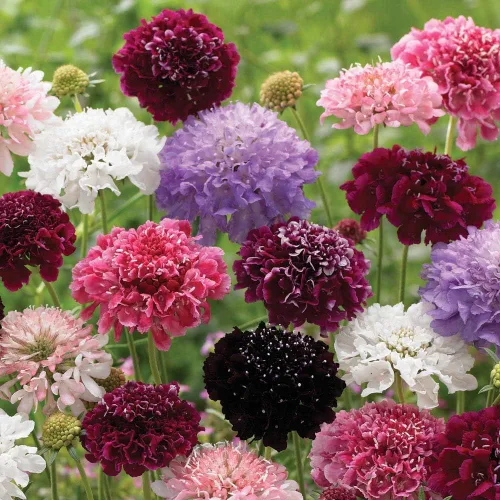 Vista 4 de Semillas Alfiletero Flor Mezcla Scabiosa Flores Anuales