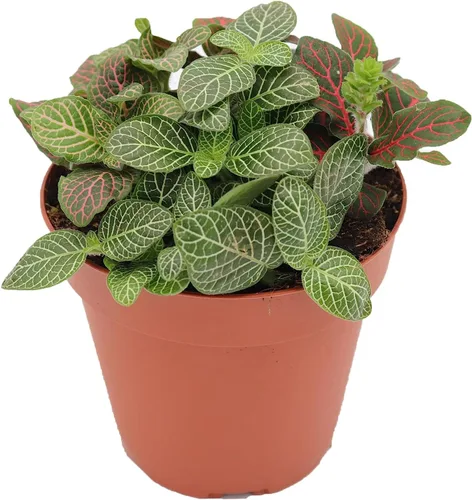 Vista 3 de Planta de Fittonia multicolor -4" de California Tropicals