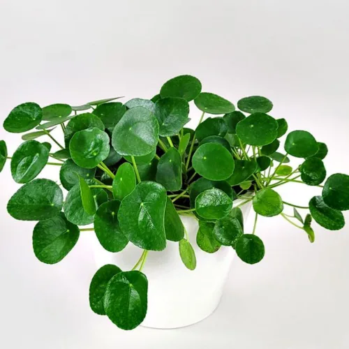 Vista 4 de Conjunto de 6 plantas de Pilea Peperomioides vivas, plantas vivas de Pilea Peperomioides, de 3 a 5 pulgadas de largo, plantas de dinero vivas