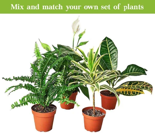 Vista 6 de Planta viva Pothos Silver Splash para interior Plantas