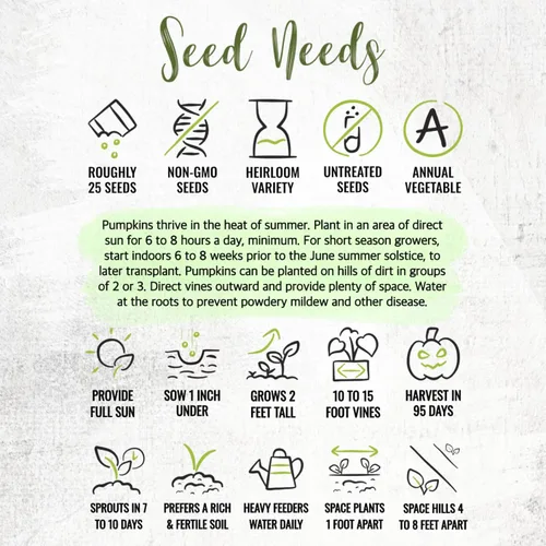 Vista 8 de Seed Needs Semillas de calabaza para plantar calabazas pequeñas de tarta de azúcar, semillas de verduras sin OMG y sin tratar para plantar un huerto