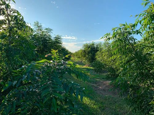 Vista 8 de Hojas de curry frescas - 4 oz - Paquete de $3.74 por oz - Inspeccionado por el USDA en el sitio, cultivado en Florida, altamente aromático y sabroso