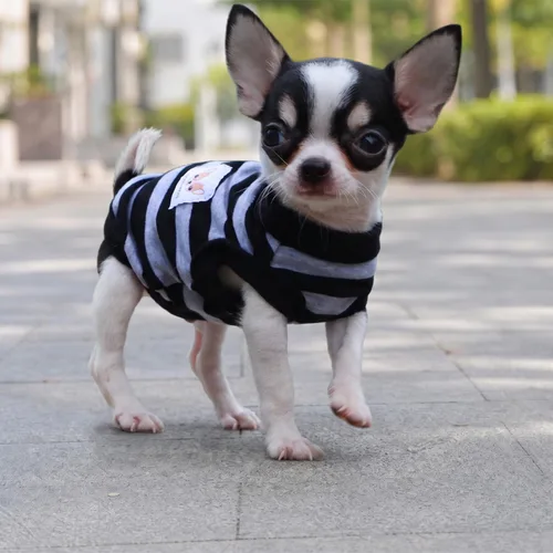 Vista 5 de Lophipets camisas para perros pequeños 100% algodón a rayas para cachorros perros Chihuahua
