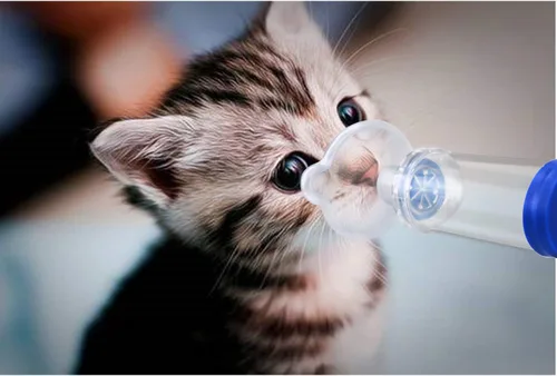 Vista 6 de Espaciador inhalador de gato/perro, inhalador de gato, cámara de aerosol felino, viene con máscara de 2 tamaños para gato/perro e instrucciones