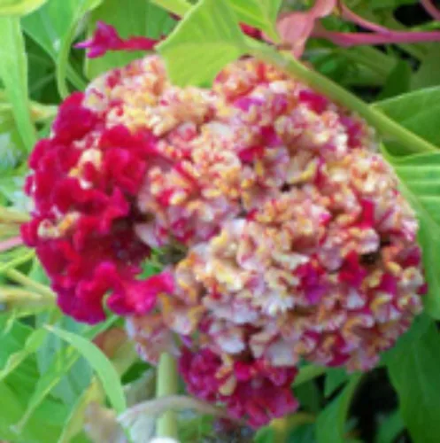 Vista 5 de ¡Enorme cerebro Celosia! Crazy Mixed Colors 100 Semillas. ¡Peina! ¡Planta Amish Vieja!