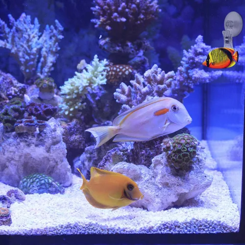 Vista 7 de POPETPOP Paquete de 4 clips de ventosa de algas marinas, herramienta de alimentación para pecera, accesorios de acuario