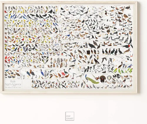 Vista 5 de Pop Chart Birds of North America Póster de formato grande de 36 x 24 pulgadas Todas las especies de aves en América del Norte ilustradas