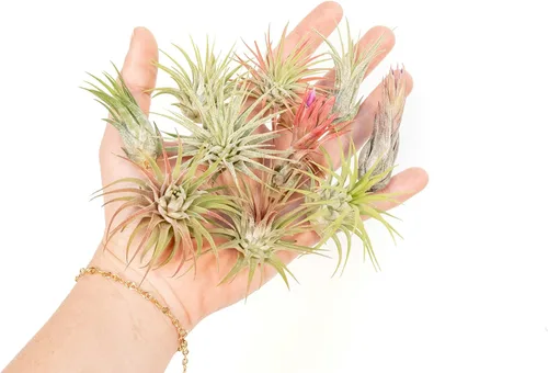 Vista 4 de Air Plant Shop Paquete de 12 plantas de aire Ionantha surtidas - Venta al por mayor y a granel - Suculentas - Tillandsia viva - Plantas de casa