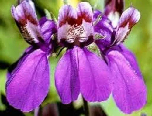 Vista 3 de Casas chinas, 100 semillas ollinsia heterophylla, flor delicada única, hermosa flor
