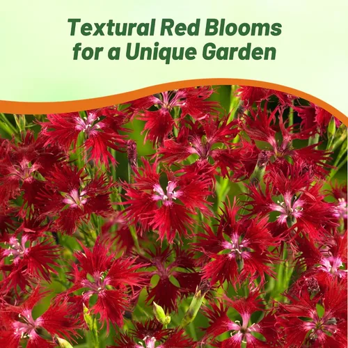 Vista 6 de Outsidepride Superbus - Semillas de Dianthus rojas para plantar, 5000 unidades, semillas de flores perennes fáciles de cultivar y resistentes
