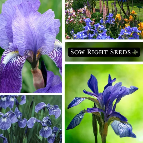 Vista 4 de Sow Right Seeds - Semillas de flores de iris azul silvestre para plantar - Favoritos de la floristería - Hermosas flores para plantar en tu jardín