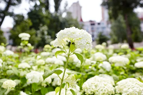 Vista 8 de Más de 100 semillas de hortensias mixtas para plantar Macrophylla Bola de nieve gigante Bonsái Hortensia Arbusto de rápido crecimiento
