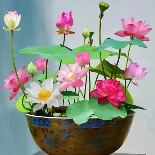 Vista 9 de 12+ Piezas Semillas de Loto para Cuenco de Bonsái, Semillas de Planta de Flor de Lirio Acuático con Floración, Semillas de Jardín Frescas Acuáticas