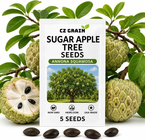 Vista 15 de CZ GRAIN Semillas de árboles exóticos para plantar (Baobab - 5 semillas)