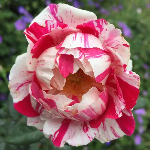 Vista 2 de Rosas arbustivas de reliquia, planta de raíz propia viva para jardín al aire libre, Stars 'n' Stripes Forever™, Zonas de rusticidad muy fragantes